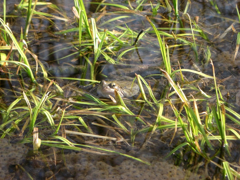 frog